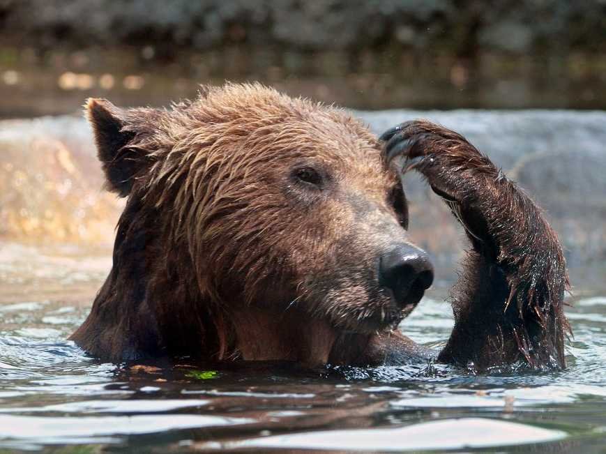 Image result for confused bear